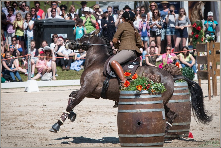 Pferd International 109